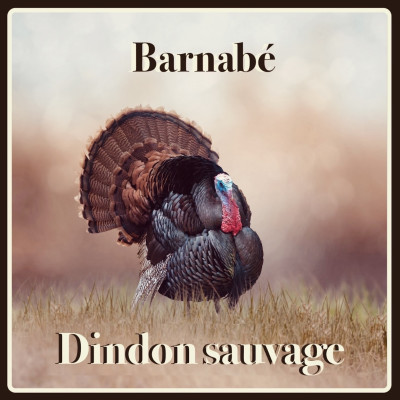 Dindon sauvage
